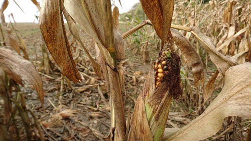 Close-up of plants in field