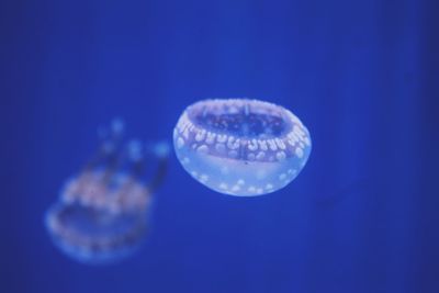 Close-up of jellyfish against blue background