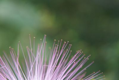 Close-up of plant against blurred background