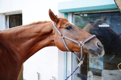 Horse in stable