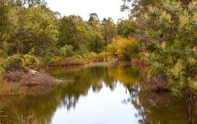 Reflection of trees in lake against sky