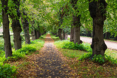 Footpath amidst trees in forest