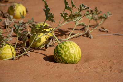 Close-up of fruit growing on plant