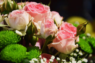 Close-up of pink rose