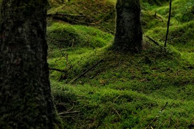 Trees growing on field in forest