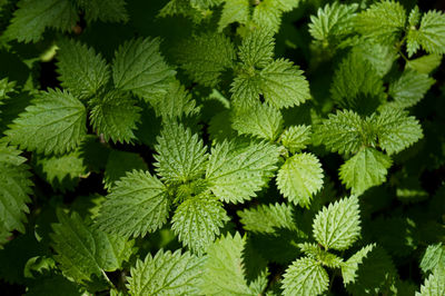 Full frame shot of leaves