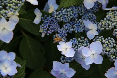 Close-up of purple flowers