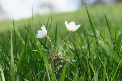 Close-up of white flower 