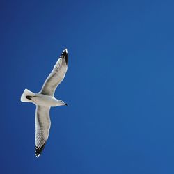 Low angle view of seagull flying against clear blue sky