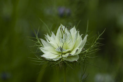 Close-up of white flowering plant