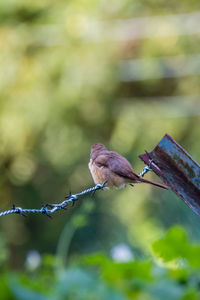 Close-up of bird perching on branch