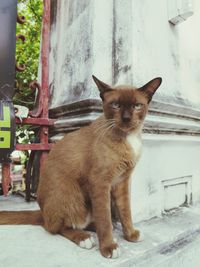 Portrait of cat sitting outdoors