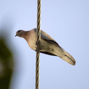 Low angle view of a bird flying against clear sky