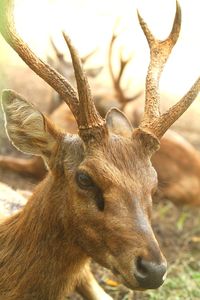 Close-up of deer