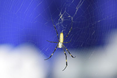 Close-up of spider on web