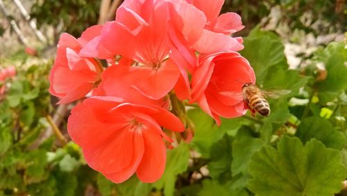 Close-up of insect on red hibiscus blooming outdoors