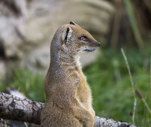 Close-up of mongoose