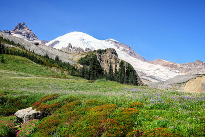 Scenic view of wildflowers and mountains against clear blue sky