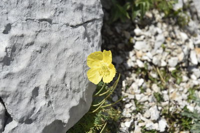 Close-up of yellow flower on rock