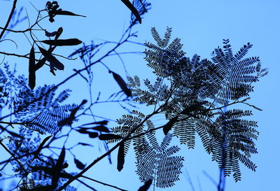 Low angle view of tree against clear blue sky