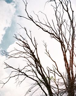 Low angle view of bare tree against sky