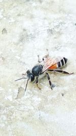 High angle view of fly on wall