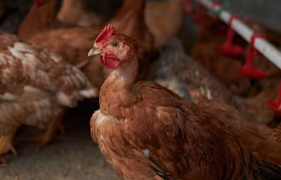 Close-up of birds