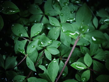 Full frame shot of wet leaves