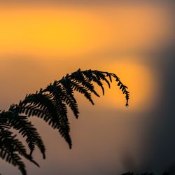 Close-up of silhouette plant against romantic sky at sunset