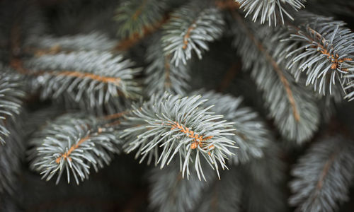 Close up of needles on the branches of a blue spruce evergreen tree.