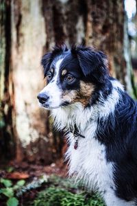 Close-up of dog looking away