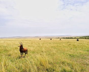 Horses in a field