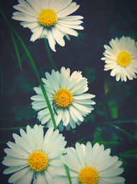 Close-up of white daisy flowers