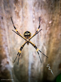 Close-up of spider