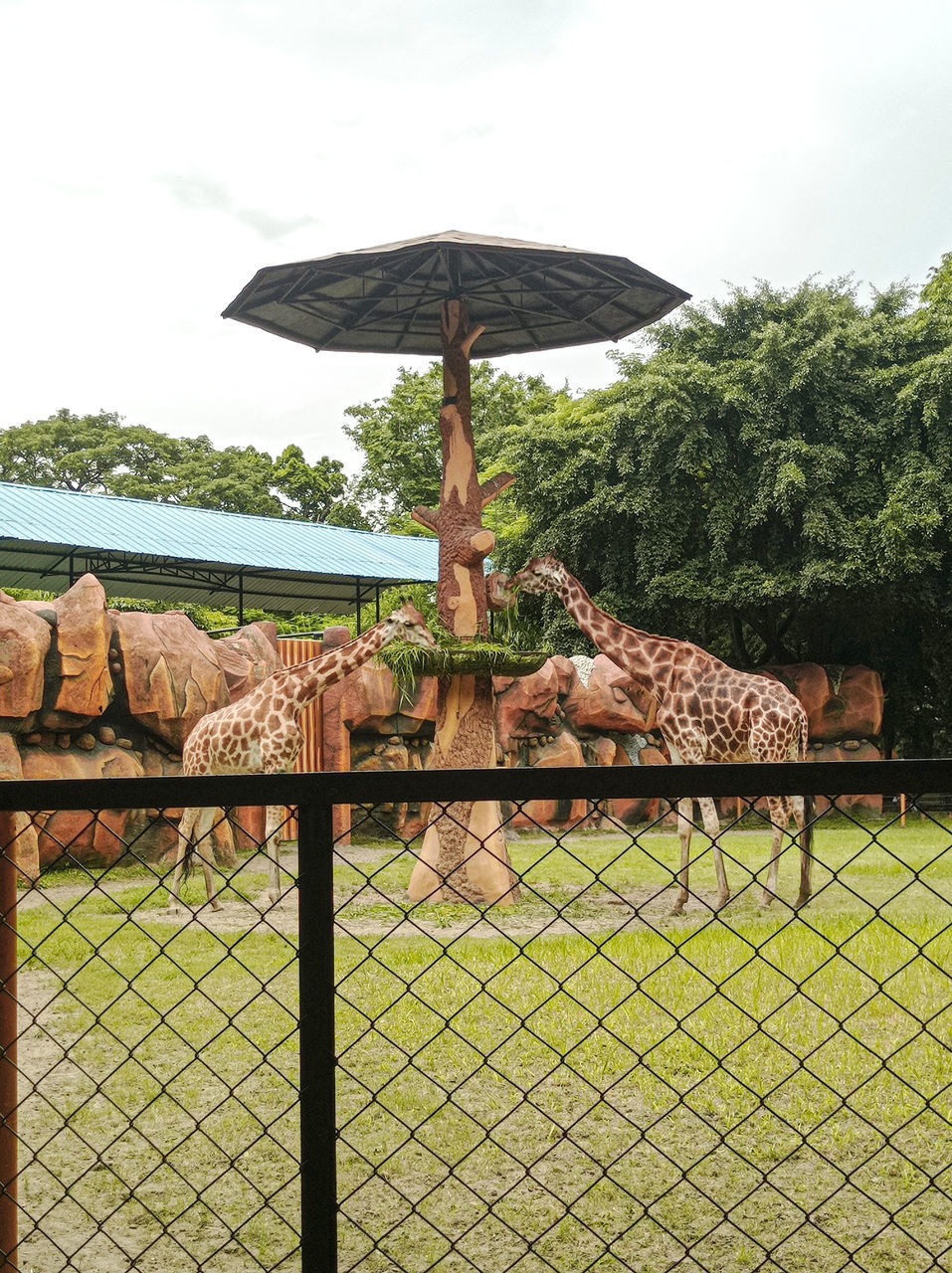 protection, security, fence, umbrella, nature, sky, tree, plant, day, outdoors, no people, water, outdoor structure, cloud, architecture, animal, parasol, environment, chainlink fence, beauty in nature, land