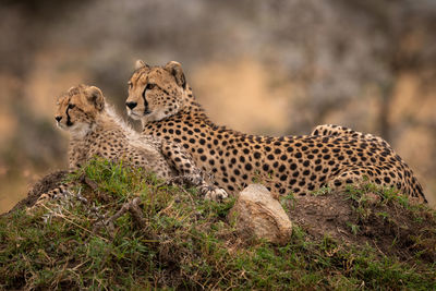 Cheetah on land