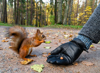 Squirrel on rock in forest