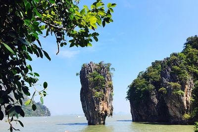 Trees by sea against clear sky