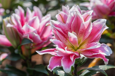 Close-up of pink flowering plant