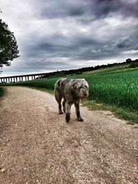 Dog walking on field against sky