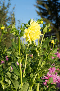 Close-up of yellow flowers blooming outdoors