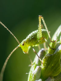 Close-up of  a grasshopper on leaf