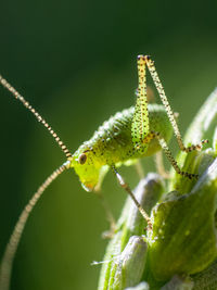 Close-up of insect on leaf