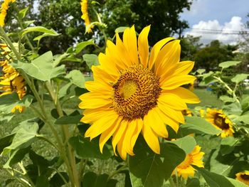 Close-up of sunflower