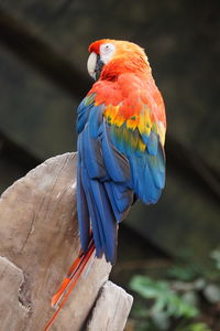 Close-up of parrot perching on branch