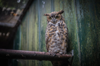 Portrait of owl sitting on wood