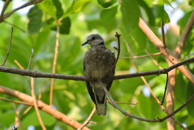 Bird perching on branch
