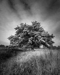 Tree on field against sky