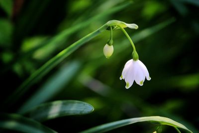 Close-up of flower growing outdoors