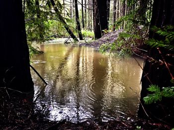 Reflection of trees in water